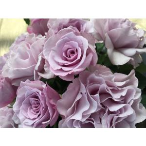 開始　エターナル　フレグランスローズ　2023年　バラ大苗　２年生　受賞品種　6号鉢　ローズなかしま　オリジナル品種　産地直送