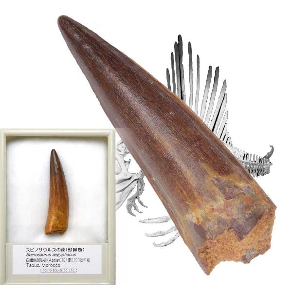 SCIENCE 恐竜の化石「スピノサウルスの歯 化石（獣脚類）約40mm 白亜紀前期 産地：モロッコ...
