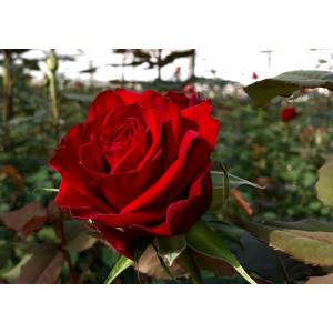 1本から買えるバラの花の商品画像