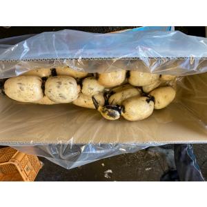 レンコン かすみがうら 茨城 霞ヶ浦 蓮根 小倉ファーム