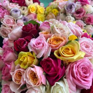 短めバラ 《切り花 生花 》おまかせMIX 2...の詳細画像3