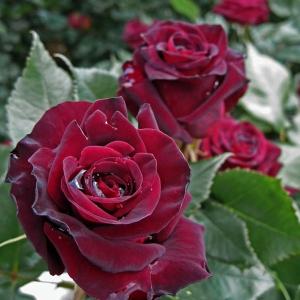 バラ専門店 ザ ローズショップ 赤系のバラ 色から選ぶ Yahoo ショッピング