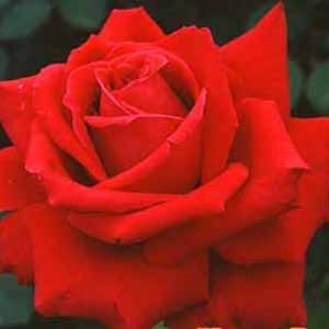 バラ苗 ルージュピエールドゥロンサール (大苗) つるバラ 四季咲き