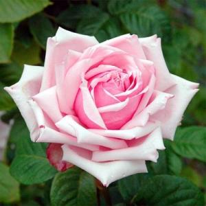 ハケア ラウリナ(ピンクッション) 花木苗 4.5号/1個売り オージー