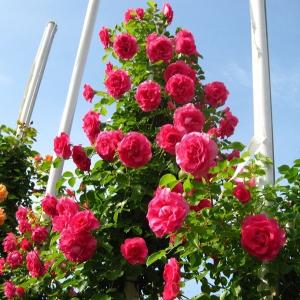 バラ苗 ルージュピエールドゥロンサール (大苗) つるバラ 四季咲き