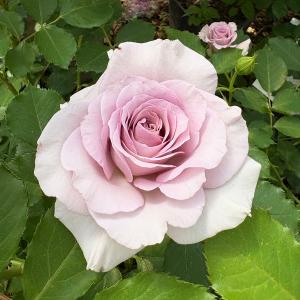 バラ苗 ブルームーン (大苗) ハイブリッドティー 四季咲き 大輪 紫系