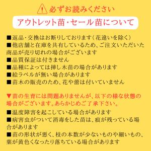 バラ苗 ブルームーン (アウトレット苗) ハイ...の詳細画像4