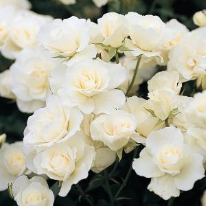 2025年12月】アイスバーグ（吉本花城園／花の苗）のおすすめ人気