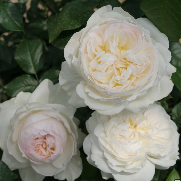 予約苗 バラ苗 ボレロ (大苗) フロリバンダ 四季咲き 中輪 白系 メイアン 国産苗 6号スリット...