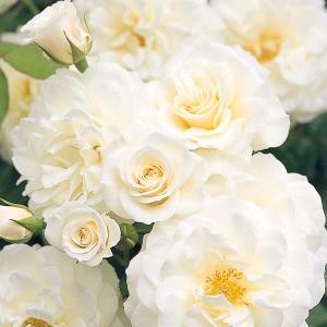 バラ専門店 ザ ローズショップ 半日陰でも育てられるバラ 特徴から選ぶ Yahoo ショッピング