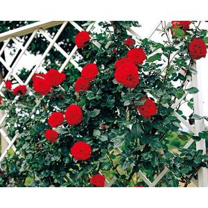 つるバラ 赤の商品一覧 通販 Yahoo ショッピング