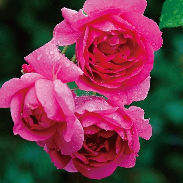 アウトレット　バラ苗　パレード　つるバラ　CL　四季咲き　ピンク系