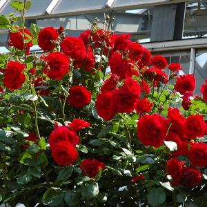 つるバラ 赤の商品一覧 通販 Yahoo ショッピング