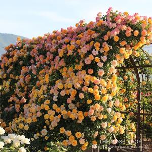 バラ苗 ルージュピエールドゥロンサール (大苗) つるバラ 四季咲き