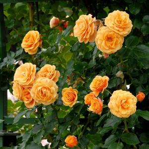 予約苗 バラ苗 スターチェイサー (大苗裸苗) つるバラ 四季咲き 中輪