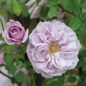 バラ苗 レイニーブルー (新苗) つるバラ 四...の詳細画像3