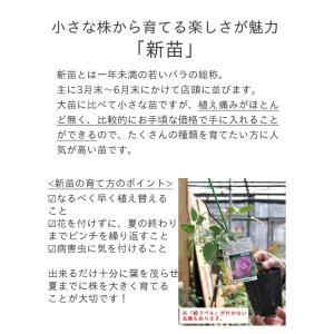バラ苗 レイニーブルー (新苗) つるバラ 四...の詳細画像1