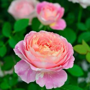 予約苗 バラ苗 クロードモネ (大苗裸苗) シュラブ 半つる性 四季咲き 中輪 複色系 ピンク系 絞り デルバール 国産苗 (12月上旬順次配送)