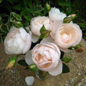 バラ苗 ボスコベル (大苗) シュラブ 返り咲き 中輪 ピンク系