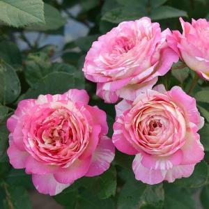 バラ苗 雨ニモマケズ・クリームイエロー (大苗) ハイブリットティ