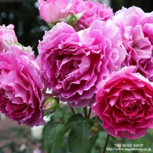 バラの家 シェエラザード 花の苗 の商品一覧 苗 花 ガーデニング 通販 Yahoo ショッピング