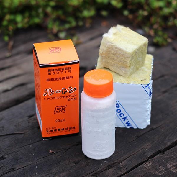 ブラックフライデー 挿し木用ロックウールと発根促進剤ルートンのスターターズセット (あすつく対象)