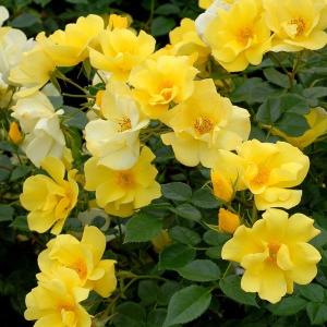 バラ専門店 ザ ローズショップ 黄色系のバラ 色から選ぶ Yahoo ショッピング