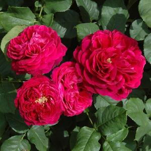 バラ苗 ルージュピエールドゥロンサール (大苗) つるバラ 四季咲き