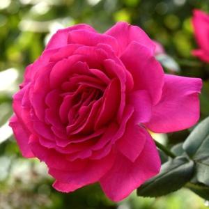 バラ マリーアントワネットの商品一覧 通販 Yahoo ショッピング