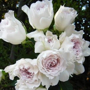 バラ専門店 ザ・ローズショップ - 白系のバラ（色から選ぶ）｜Yahoo 