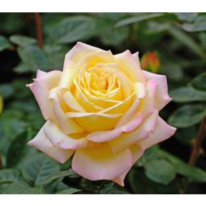 バラ苗 ロイヤルサンセット (アウトレット苗) つるバラ 四季咲き 中輪