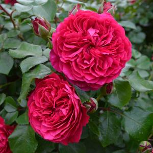 カップ咲き 赤バラ 花の苗 の商品一覧 苗 花 ガーデニング 通販 Yahoo ショッピング