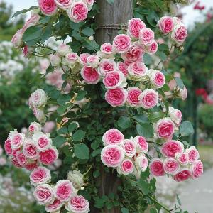 バラ専門店 ザ ローズショップ メイアン フランス ブランドから選ぶ Yahoo ショッピング