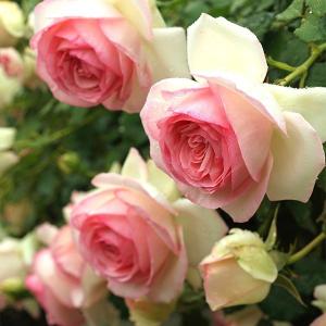 バラ祭り　バラ苗　新苗　ピエールドゥロンサール　つるバラ　返り咲き