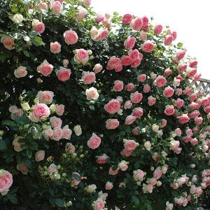 バラ苗 ピエールドゥロンサール (新苗) つる...の詳細画像2