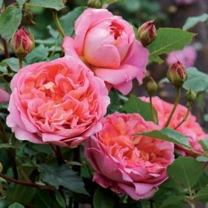 薔薇 ラピスラズリ（ロサ・オリエンティス）四季咲き : 日本ライン花木