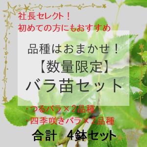品種は社長おまかせ！初めての方にもおすすめのバラ大苗4鉢セット（つるバラ2品種、四季咲きバラ2品種）
