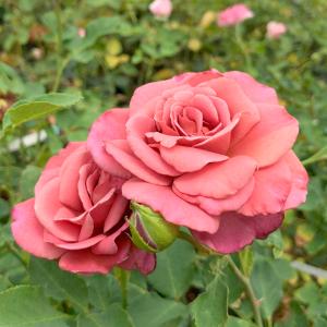 バラ苗　大苗　Rose for You　赤煉瓦（アカレンガ）　7号専用角鉢入　赤系　ぼかし肥料1kg付き｜roseshop