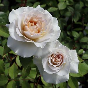 バラ苗　大苗　Rose for You　沙紗（サーシャ）　7号専用角鉢入　白系　ぼかし肥料1kg付き｜roseshop