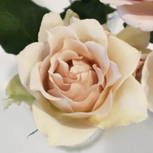 バラ苗 タルトアブリコ (新苗) シュラブ 半つる性 四季咲き中輪