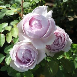 バラ苗　大苗　Rose for You　宙 (ソラ)　7号専用角鉢入　紫系　ぼかし肥料1kg付き｜roseshop