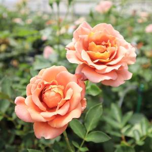 バラ苗 ラフィネポルテ (新苗植え替え) フロリバンダ 四季咲き 中輪 ブラウン系 ローズフォーユー 国産苗 7号角鉢 (購入特典 ぼかし肥料1kg付き)