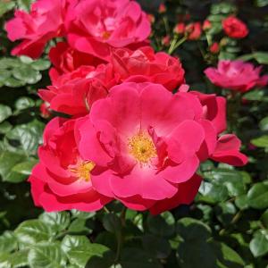 バラ苗 アレゴリー (大苗) シュラブ 半つる性 四季咲き 中輪 赤紫系