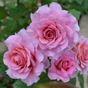 バラ専門店 ザ ローズショップ 香りのバラ 強香種 特徴から選ぶ Yahoo ショッピング