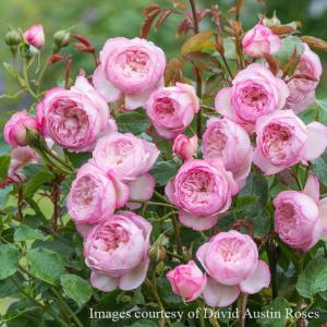 予約苗 バラ苗 ジュードジオブスキュア (大苗) シュラブ 返り咲き 中輪