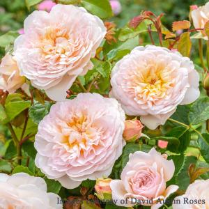 予約苗 バラ苗 ガブリエル (大苗) シュラブ 半つる性 四季咲き 中輪