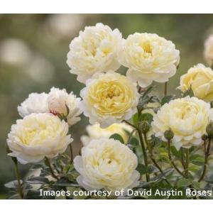 予約苗 バラ苗 ボスコベル (大苗) シュラブ 返り咲き 中輪 ピンク系