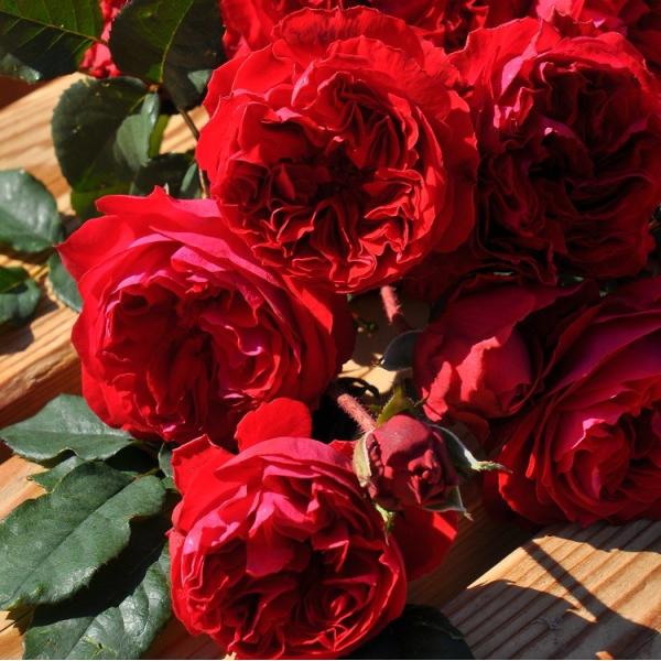 予約苗 バラ苗 マイローズ (大苗) フロリバンダ 四季咲き 中輪 赤系 ロサオリエンティス プログ...