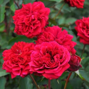 赤バラ大苗 シュラブバラ大苗 バラ苗 アレゴリー (大苗) シュラブ 半つる性 四季咲き 中輪 赤紫系