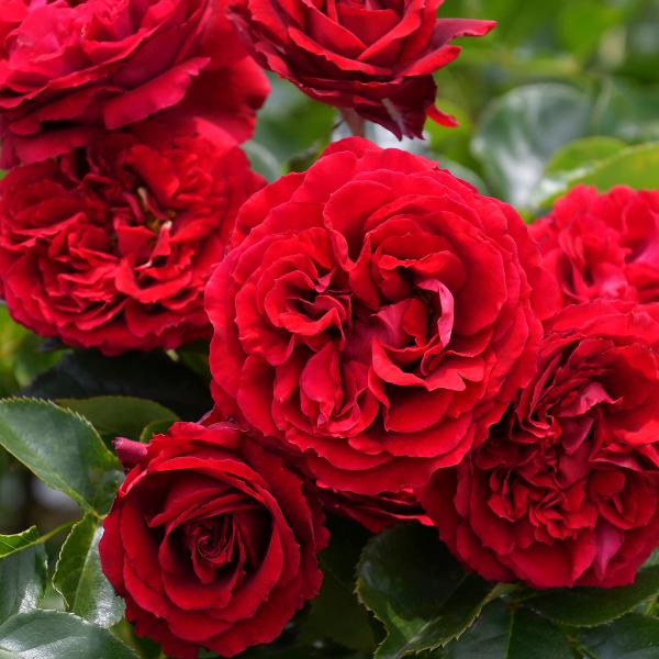 予約苗 バラ苗 プランタジネット (大苗) フロリバンダ 四季咲き 小中輪 赤系 ロサオリエンティス...